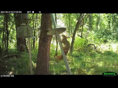 Deer Feeder Accessory - Squirrel Funnels