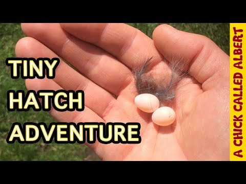 This Man Saved the Tiniest Bird You've Ever Seen...