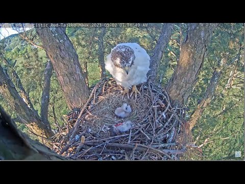 Angel The Leucistic Hawk ~ Angel Feeds Breakfast To Her Chick! Tom's Brief Visit To Nest 5.1.23