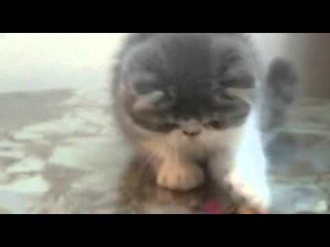 Gatitos con plumas Luz Cats