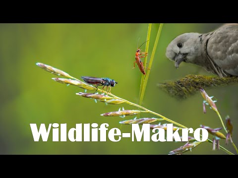 Landschaftsfotografie | Wildlife-Makro vor der Haustür