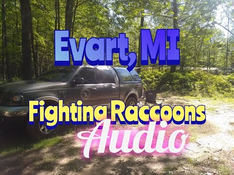 Fighting Racoons Audio
