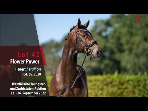 Online-Auktion Lot 42 Flower Power Hengst v. Floris Prince - Sandro Hit