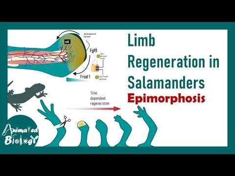Limb regeneration in salamanders | Epimorphosis | Developmental biology