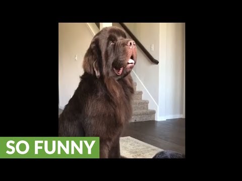 Huge Newfoundland demands to be brushed
