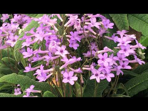 CHELSEA 2018   STATE OF THE ART STREPTOCARPUS