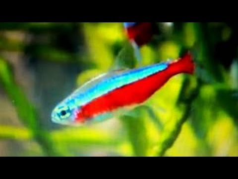 Tetra cardinal v plánovanom akváriu — Paracheirodon axelrodi