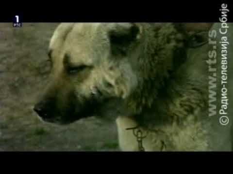 Sasvim prirodno - Srpski pastirski pas 1. deo