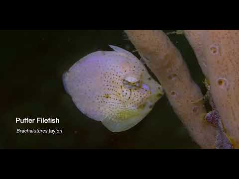 17 Odd-Shaped Swimmers B - scuba diving video