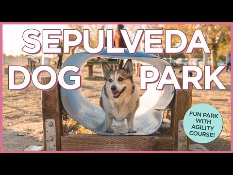 加利福尼亞州塞普爾維達盆地不拴繩狗公園的狗狗們的敏捷性樂趣 (Agility Fun with the Dogs at Sepulveda Basin Off Leash Dog Park in California)