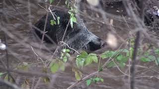 Ловни мигове 1