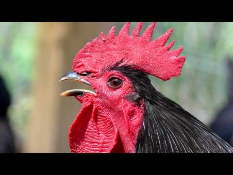 rooster crowing sound effect - sound of rooster crowing