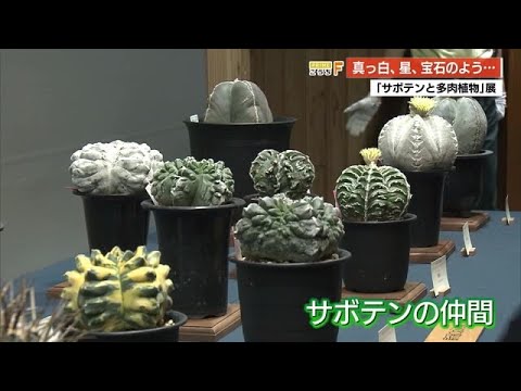 園芸 サボテンと多肉植物