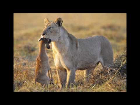predatismo parodia biologia bugary