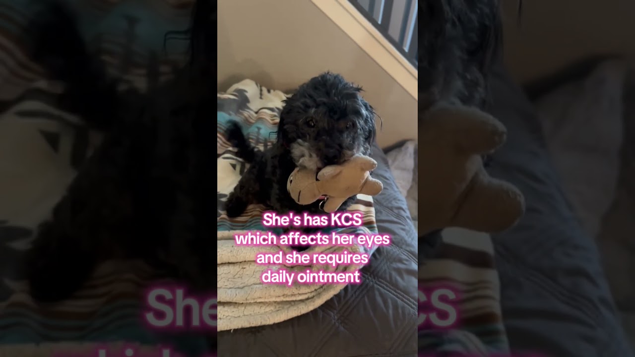 Britney Spears, an adoptable mixed breed in Murrieta, CA video 5/5