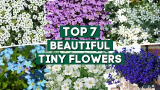 Top 7 Beautiful Tiny Flowers for Your Garden! 🌺🌸🌼 // PlantDo Home &amp; Garden 💚