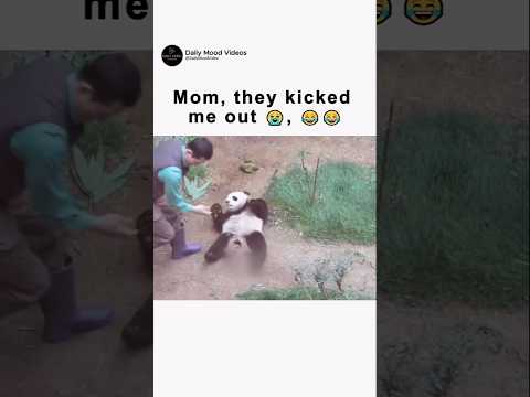 Bro went straight to Mom 😂😂 #funnyanimals #cuteanimals  #panda #viralvideo