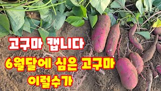 고구마 캐기 6월달에 심은 고구마 캐보니 꿀고구마 [고구마재배방법]