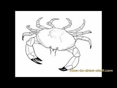 How to Draw a Crab Step by Step