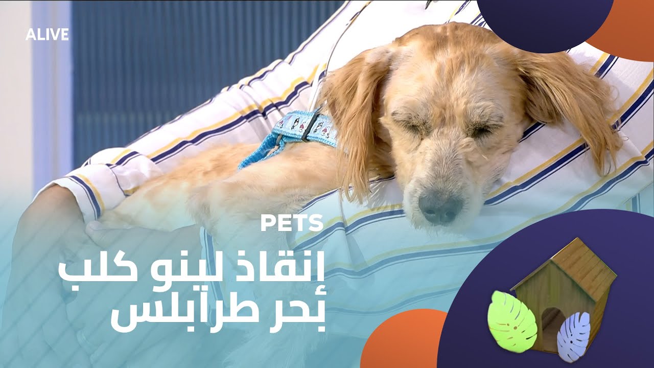 Pets - 25/07/2025 - غنى نحفاوي - زينب رزّوق - إنقاذ لينو كلب بحر طرابلس