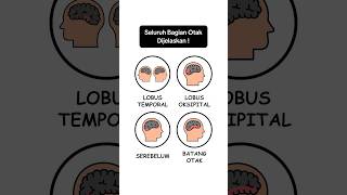 Download lagu All Parts of the Brain Explained! mp3