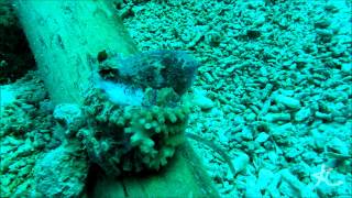 preview picture of video 'Mototi octopus with eggs'