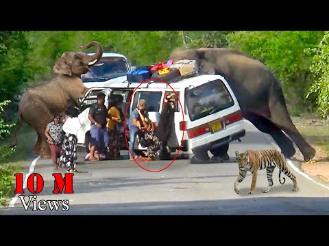 Heart-Pounding Elephant Attack: Van Passenger's Incredible Survival Story