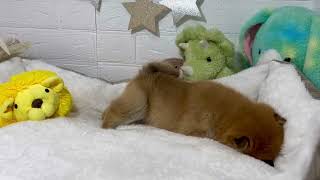 ハーフ犬の動画01