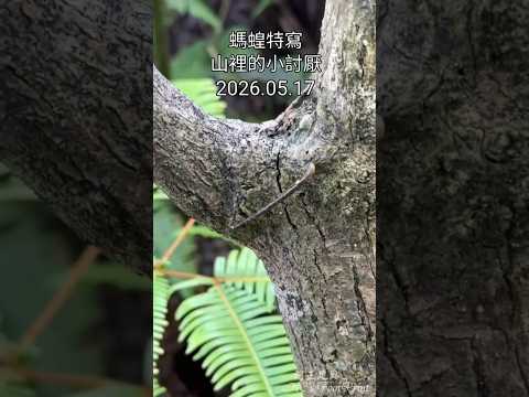 螞蝗特寫,山裡的小討厭-20260517