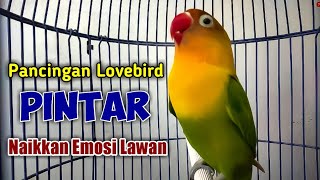 Download lagu Lovebird Diam Tak akan Tahan Dengar Suaranya, Pancingan Lovebird Pintar Pancing Emosi Lawan mp3