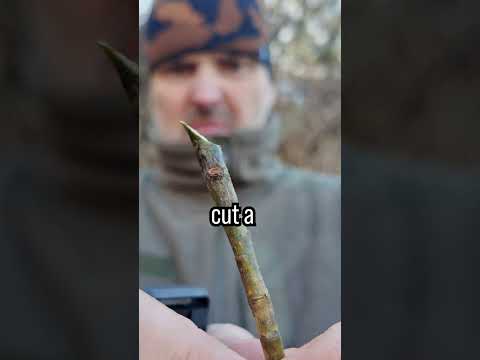 Make a Toothbrush out of Wood for Survival 🌲 #survivalhacks