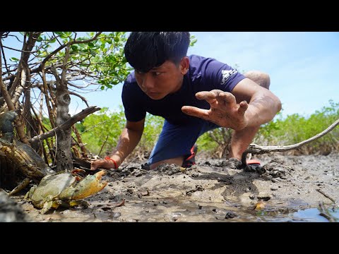 Amazing Mud Crab in Mangroves Tree| Catch Giant Mud Crab In Remote Area