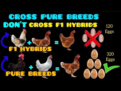 NEVER cross F1 hybrids like ISA BROWN because you'll LOSE a lot of money WITHOUT KNOWING THE REASON.