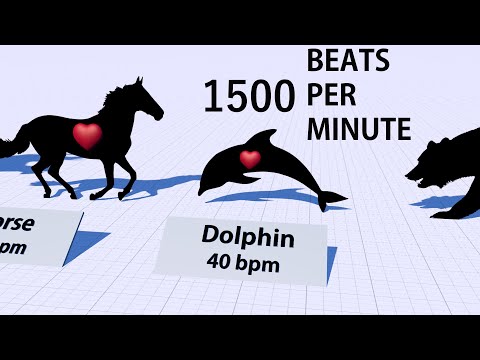 Heartbeats Comparison - Heart Rates of Animals and Human ♥️