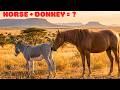 Horse Donkey The Rare Hinny Explained