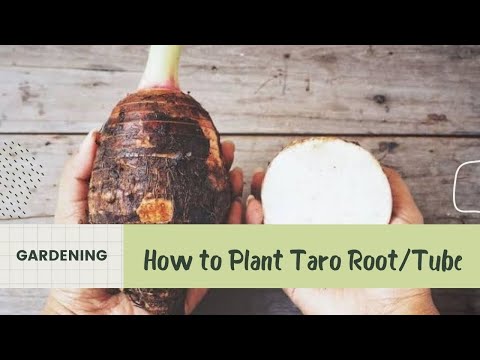 Growing Taro Root Plant/Tuber