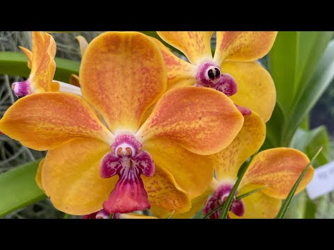 Quick Orchid Collection Update!