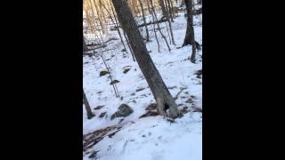 preview picture of video 'Raccoon in Kent Connecticut USA'