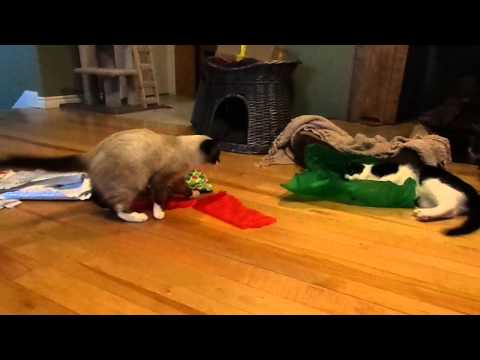 Carli & Shake expressing their joy over the paper trail