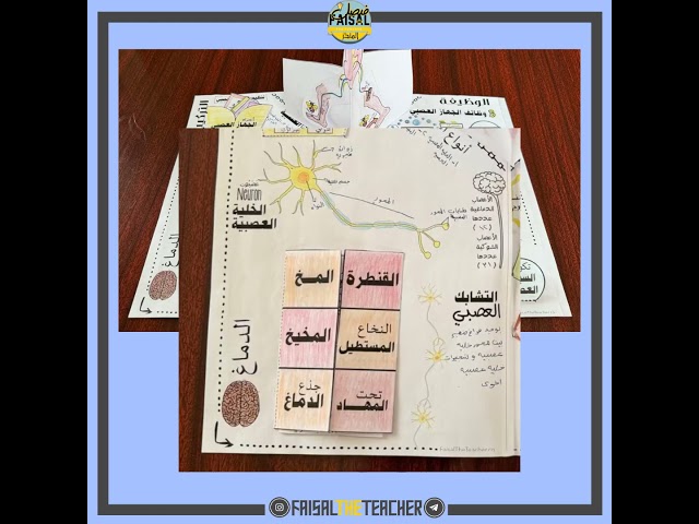 ملف الجهاز العصبي - ثلاثي الابعاد