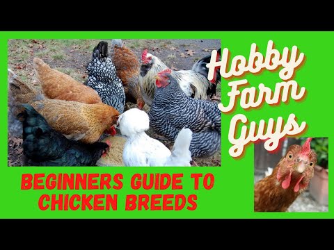 , title : 'The Best Chicken Breeds For Beginners'