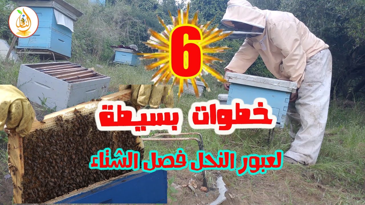 أهم الأعمال التى نقوم بها لكي يعبر النحل فصل الشتاء بأمان