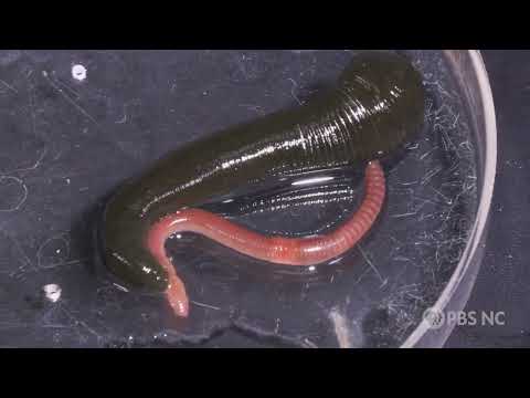 Sanguessuga gigante engolindo uma minhoca inteira
