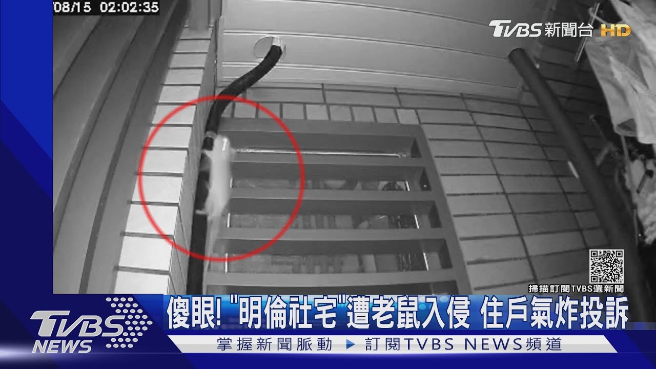 傻眼!「明倫社宅」遭老鼠入侵 住戶氣炸投訴