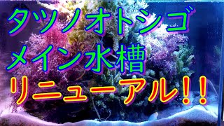 タツノオトシゴの為の、新リニューアル水槽紹介！！