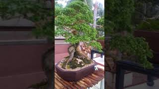 preview picture of video 'Bonsai San Isidro Davao Oriental'