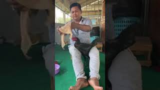 Download lagu Cara memandikan ayam pama ala botoh thailand mp3