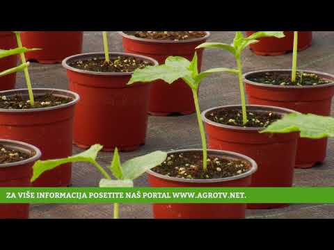 Reč struke ep. 152 08.02.2018. - Proizvodnja povrća u zaštićenom prostoru