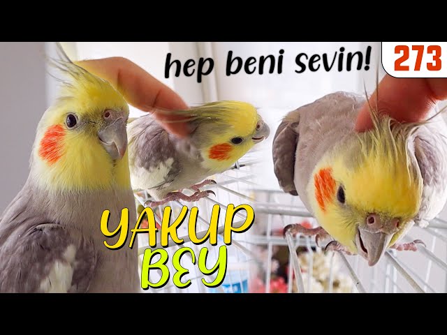 トルコのYakupのビデオ発音
