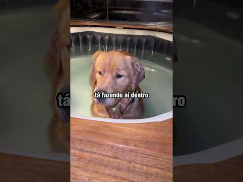 Cachorro escolhe jacuzzi como cama em noite fria e surpreende donos! 😮🐶